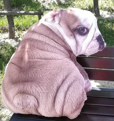 Chien bouledogue en peluche assis