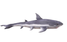 Peluche en forme de requin à câliner